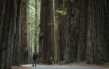 Backpacker Between Ancient Redwood Trees