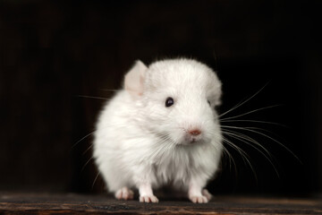 Our little white chinchilla is looking at the camera, portrait