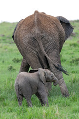 Naklejka na ściany i meble African elephant and its calf