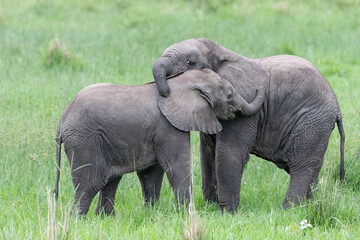 Naklejka na ściany i meble elephant babies at play in the wild