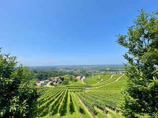 Weinberge im Schwarzwald