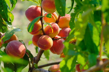 Peaches growing on a tree. Fresh peach tree