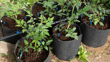 Using drip irrigation in young plant in garden