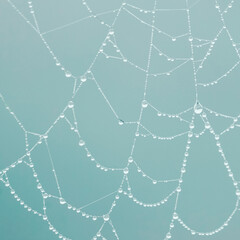 raindrops on the spider web in rainy days