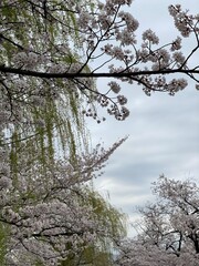 tree blossom, sakura blossom season, Ueno Tokyo, Japan March 28th, 2022