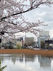 spring in the city, sky tree in the back, sakura blossom season, Ueno Tokyo, Japan March 28th, 2022