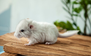 Our little white chinchilla looks ahead, portrait