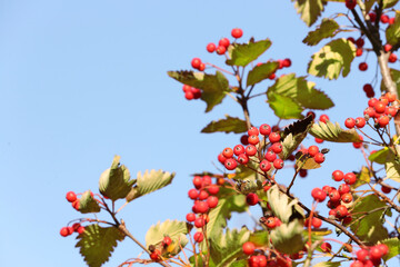 Rowan tree branches with red berries against blue sky, space for text