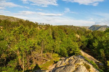 Fototapeta na wymiar The forest on the Floyen hill. Bergen, Norway.