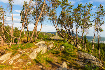 The forest on the Floyen hill. Bergen, Norway.