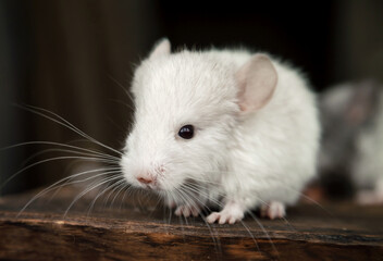 Our little white chinchilla is looking at the camera, portrait
