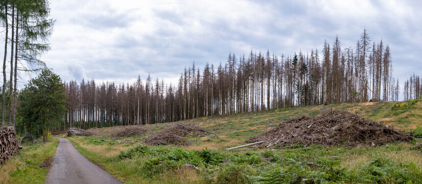 For&ecirc;t d'&eacute;pic&eacute;as touch&eacute;s par les scolytes