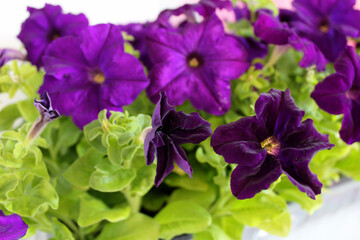 many petunia flowers in seedling boxes indigo color