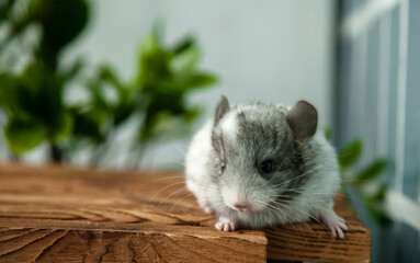 Our little white chinchilla with gray head looking at the camera, portrait