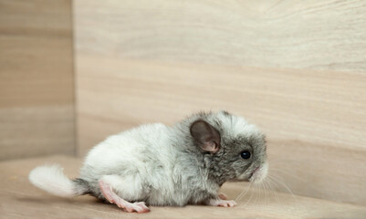 Our little white chinchilla with gray head looks ahead, portrait