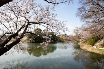 満開の桜と緑の木々が公園の池の水面に反射している春の朝