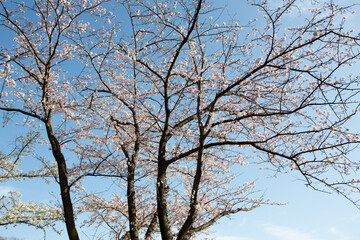 青空を背景に薄いピンク色の花びらが満開になった桜の木