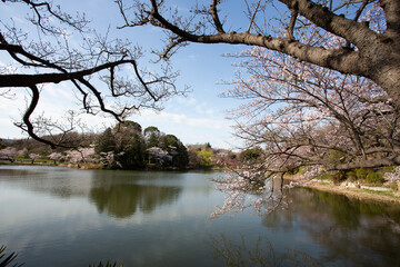 桜の花と池が美しい公園の風景