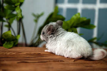 Our little white chinchilla with gray head looking at a green plant