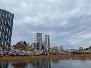 Obraz premium city skyline, sakura season in Japan, Ueno Tokyo Shinobazu pond, March 28th, 2022