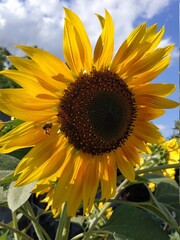 sunflower of blue sky in Ukraine