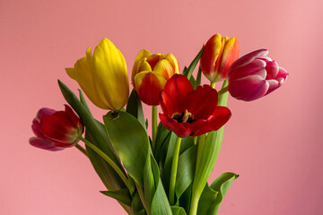 Multicolored tulips on pink background with copy space for text. Bouquet of spring flowers. Isolated on pink background.  Mother's Day, Valentines, Anniversary, Easter, Birthday.