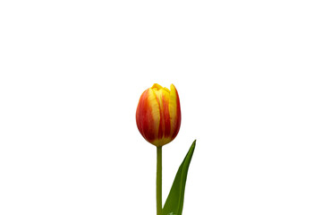 Orange and yellow tulip flower isolated on white background. Tulip on white background. PNG,...