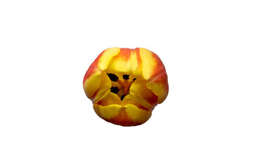 Orange and yellow tulip flower isolated on white background. Tulip on white background.