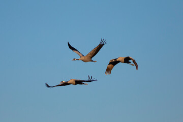 Trío (3) de grullas comunes (grus grus) volando al atardecer