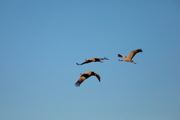 Trío (3) de grullas comunes (grus grus) volando al atardecer