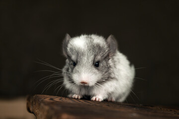 Our little gray chinchilla is looking at the camera, portrait