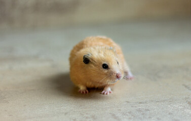 A cute and funny red Syrian hamster on a light background. Home favorite pet. High quality photo