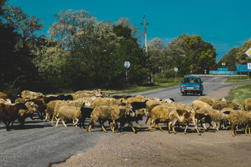 Herd of sheep, central Ukraine, Dnipropetrovsk Oblast. Europe. 
sheep rush to lunch.