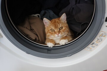 Cat in washing machine
