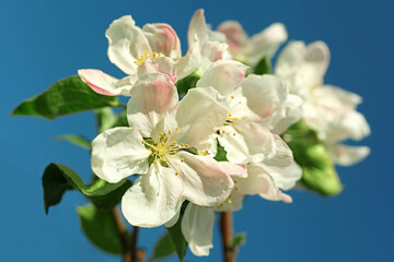 Apple pink spring flower