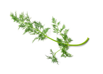Dill Sprigs Isolated