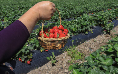 Farm field with strawberries, fresh strawberries in basket in gathered woman hand.