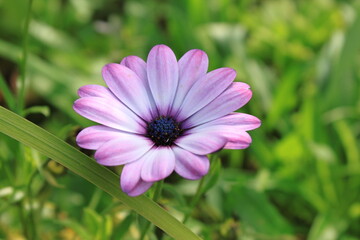 Fototapeta premium Osteospermum Flower