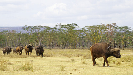 A herd of African buffalo grazes on a green pasture in the African savannah in a national park in Kenya. African buffaloes in the wild.