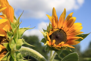 sunflower of blue sky