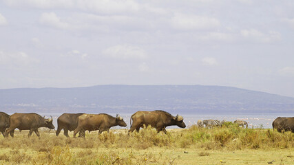 African buffalo go for a drink to Lake Nakuru in Kenya National Park. African buffaloes in the wild.

