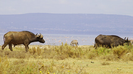 African buffalo go for a drink to Lake Nakuru in Kenya National Park. African buffaloes in the wild.

