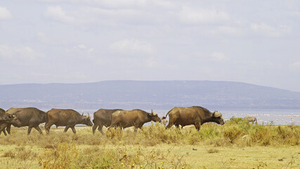 Fototapeta na wymiar African buffalo go for a drink to Lake Nakuru in Kenya National Park. African buffaloes in the wild.