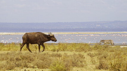 African buffalo go for a drink to Lake Nakuru in Kenya National Park. African buffaloes in the wild.

