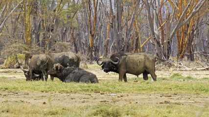 A herd of African buffalo grazes on a green pasture in the African savannah in a national park in Kenya. African buffaloes in the wild.
