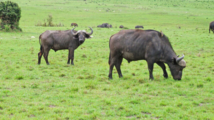 A herd of African buffalo grazes on a green pasture in the African savannah in a national park in Kenya. African buffaloes in the wild.