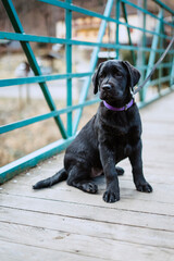 black labrador retriever