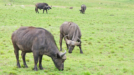 A herd of African buffalo grazes on a green pasture in the African savannah in a national park in Kenya. African buffaloes in the wild.