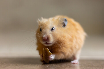 A cute and funny red Syrian hamster eats a walnut on a light background. Home favorite pet. High quality photo