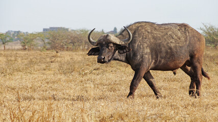 African buffalo graze on the green plains of the Kenyan savannah in the Maasai Mara National Park. Bull in the meadow. Male buffalo in the pasture.